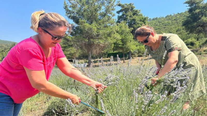 Bodrum'da lavanta hasadı başladı