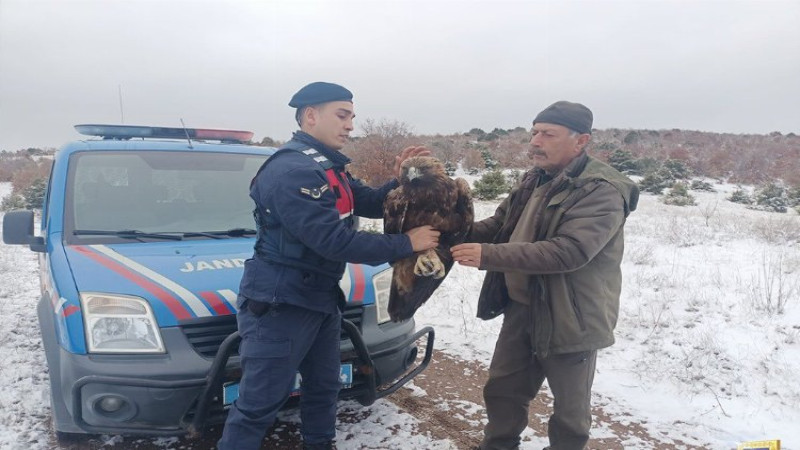 Jandarma yaban hayvanları doğada yalnız bırakmıyor