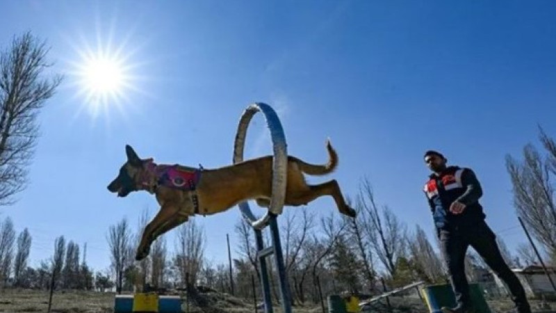 Jandarmanın En Büyük Yardımcısı Dedektör Köpekler