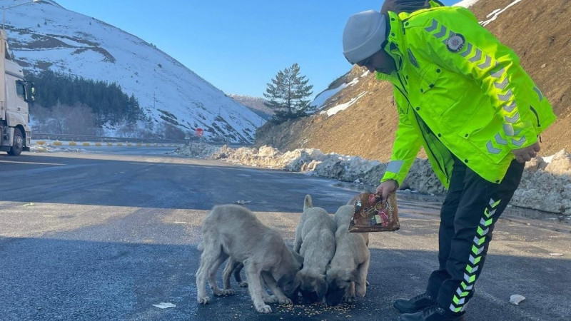 Polis Ekipleri Sokak Hayvanlarını Unutmadı